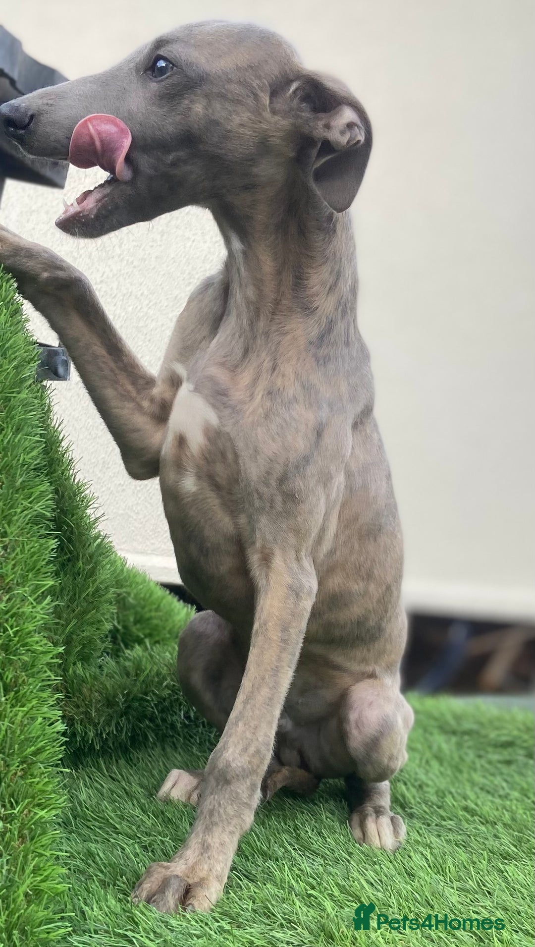 Whippet dogs for sale: Kc whippet pups  - Image 18