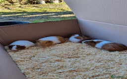 Guinea Pig rodents for sale: 8 week old female guineapigs - Image 6