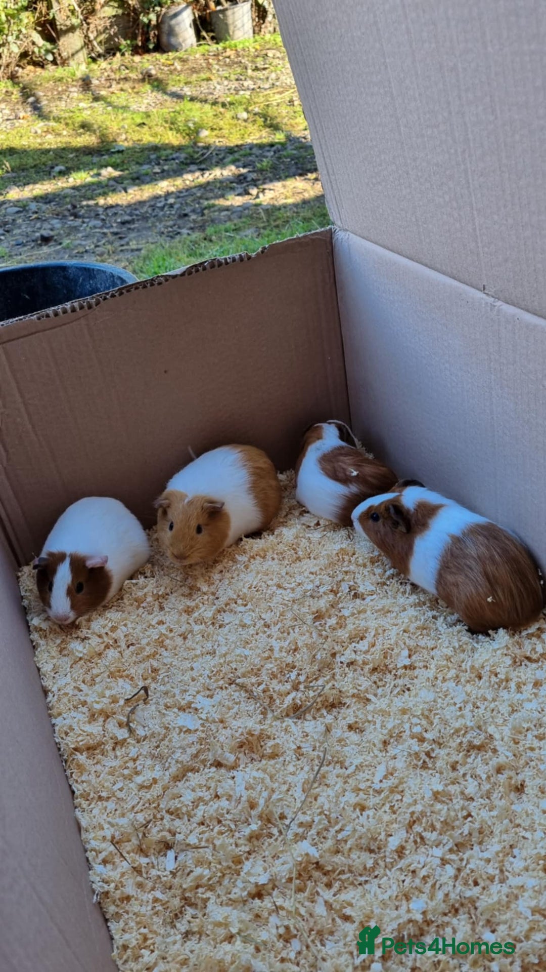 Guinea Pig rodents for sale: 8 week old female guineapigs - Image 6