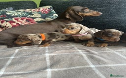 Miniature Dachshund dogs for sale: Ready now Kc registered miniature Pra clear - Image 4