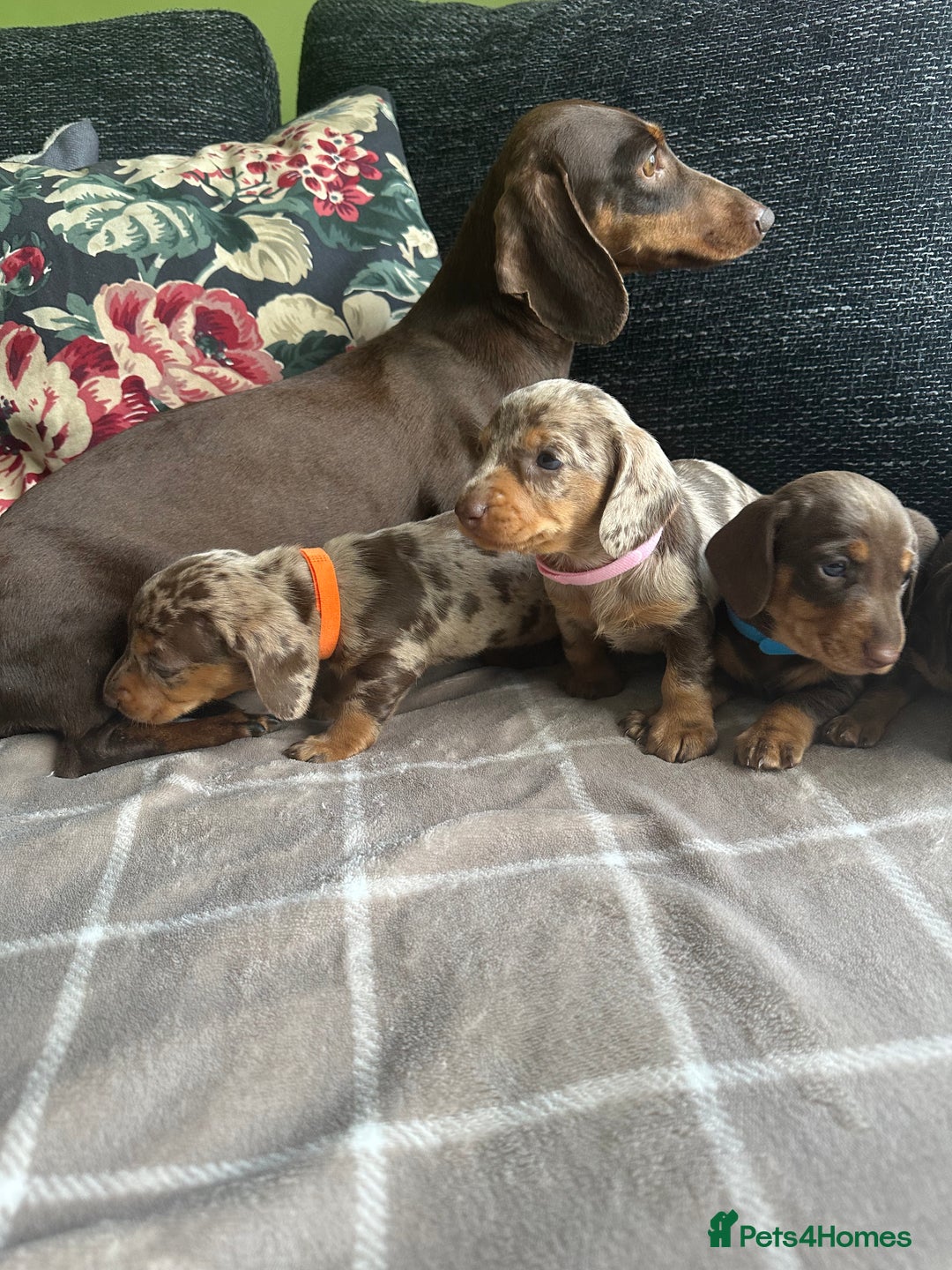 Miniature Dachshund dogs for sale: Ready now Kc registered miniature Pra clear - Image 4