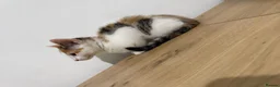 Mixed Breed cats for sale: Moti, female Calico kitten  - Advert 8