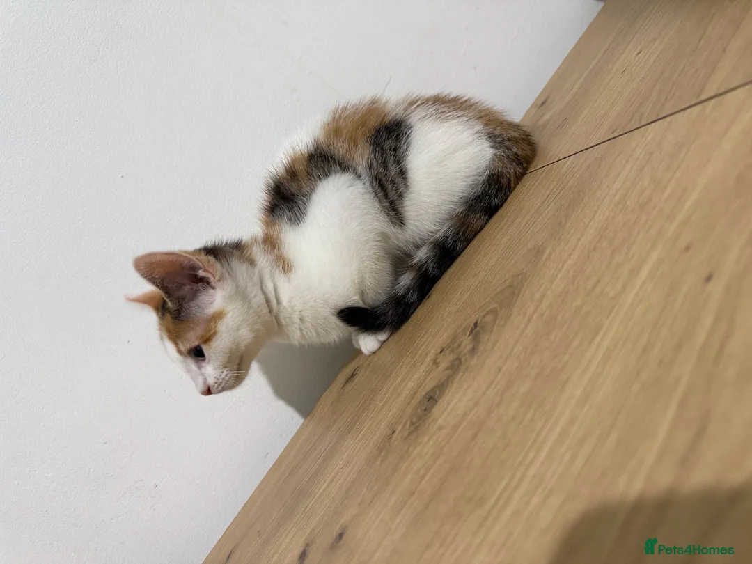 Mixed Breed cats for sale: Moti, female Calico kitten  - Advert 8