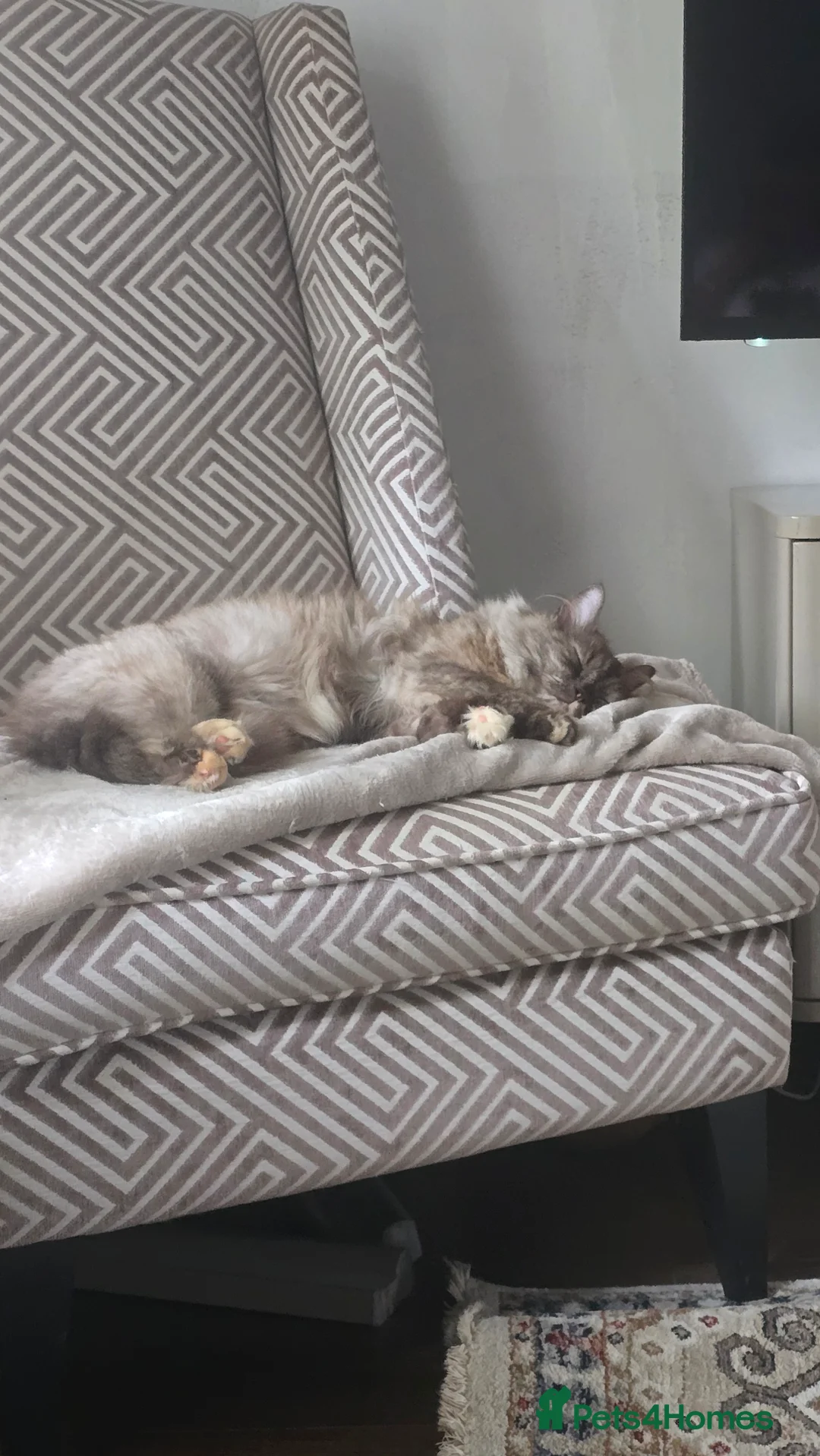 British Shorthair cats for sale: British short hair x ragdoll - Advert 2