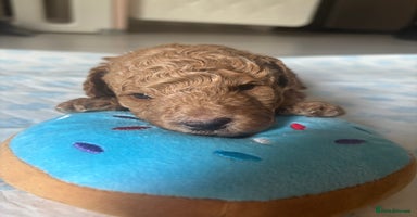 Toy Poodle dogs - Advert 4