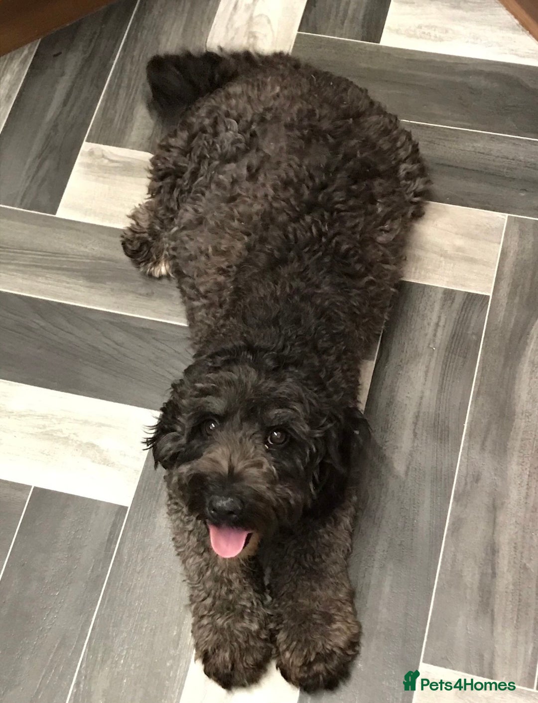 Cockapoo dogs for sale: Outstanding Cockapoos’s  - Advert 28