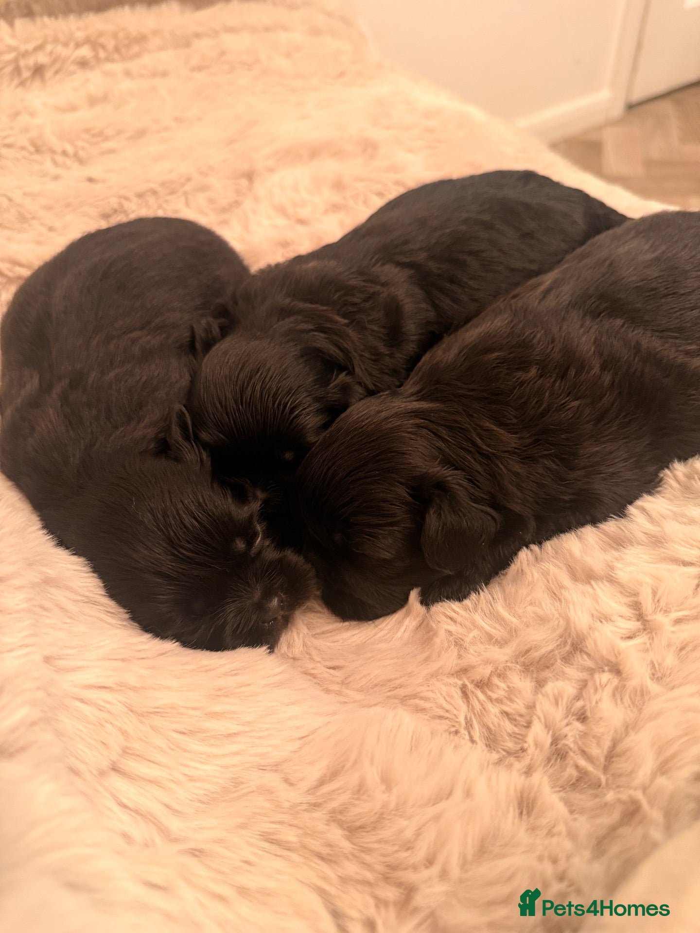 Shih Tzu dogs for sale: 3 Shih Tzu puppies  - Advert 3