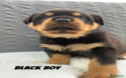 Rottweiler dogs for sale: Beautiful KC Rottweiler puppies - Image 32