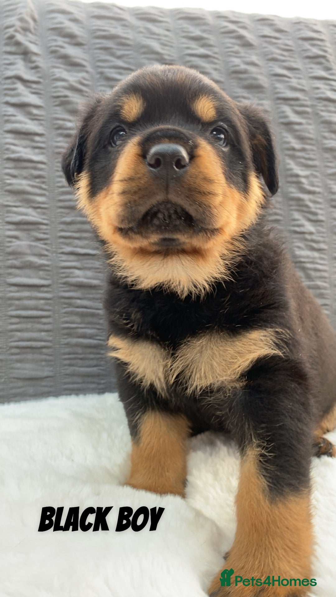 Rottweiler dogs for sale: Beautiful KC Rottweiler puppies - Image 32