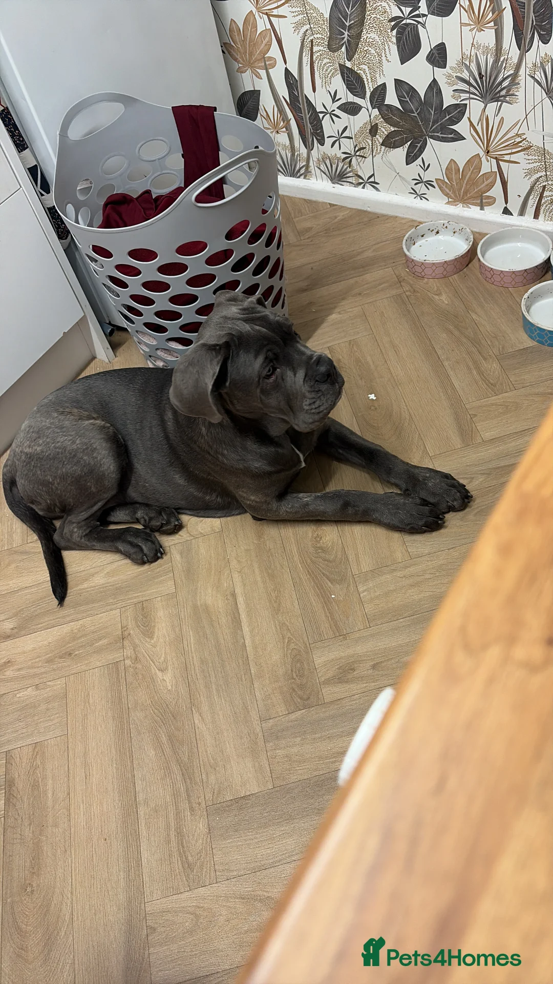 Cane Corso dogs for sale: Beautiful big girl - Advert 10