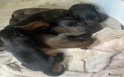 Belgian Shepherd Dog dogs for sale: Belgian Malinois Puppies - Image 4