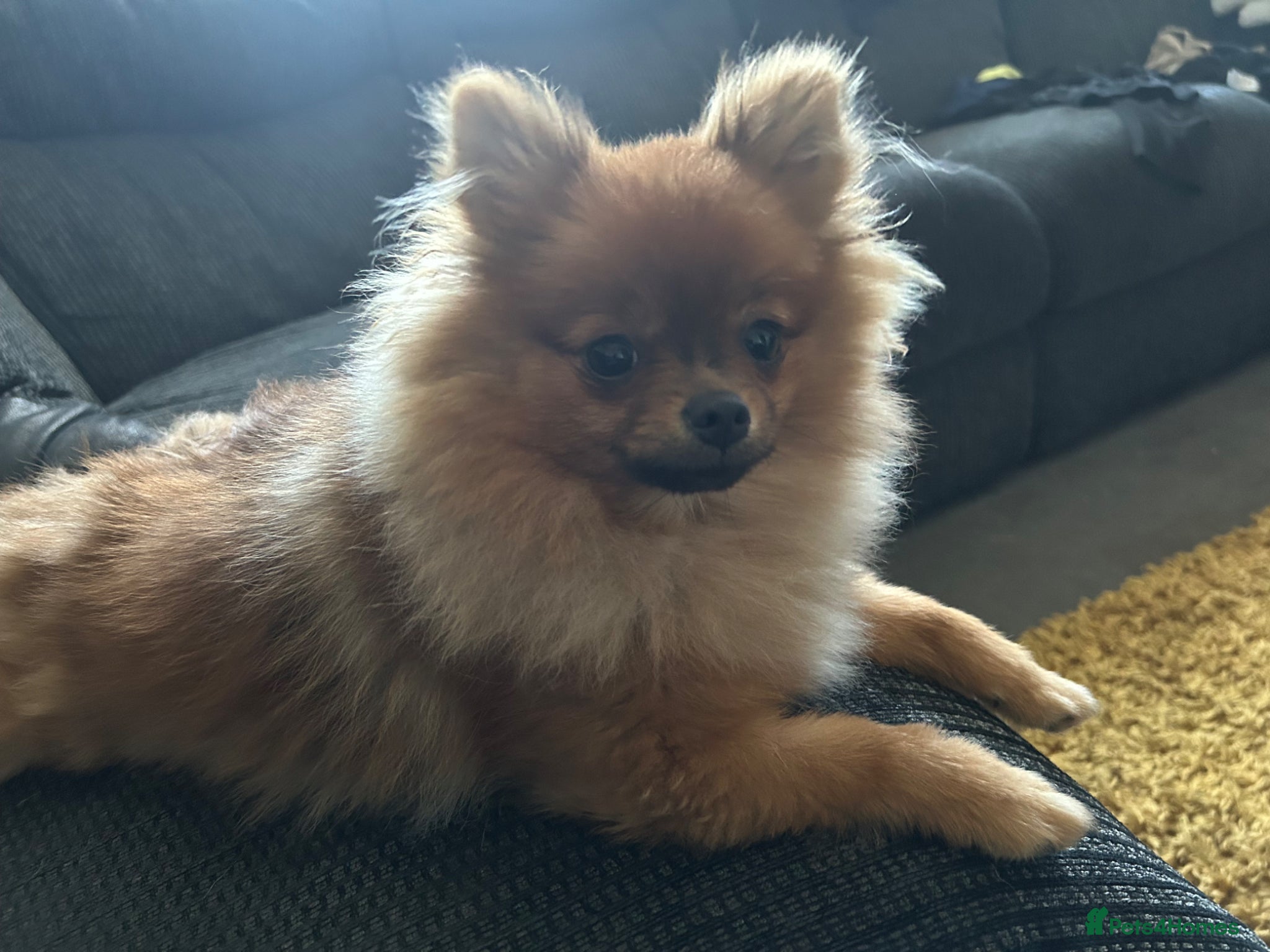 Pomeranian dogs Minnie  - Advert 3