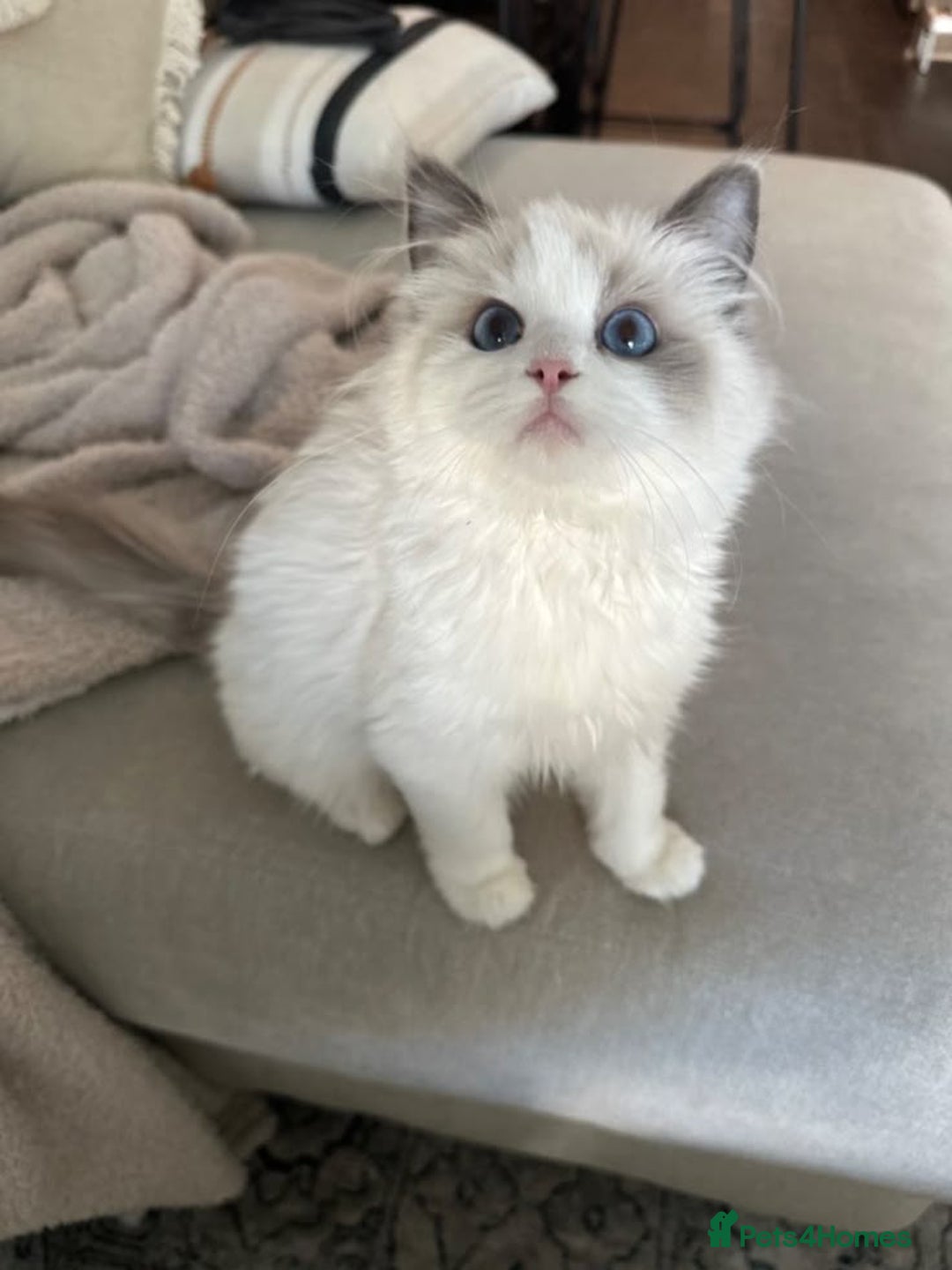 Ragdoll cats for sale: Ragdoll  - Image 2