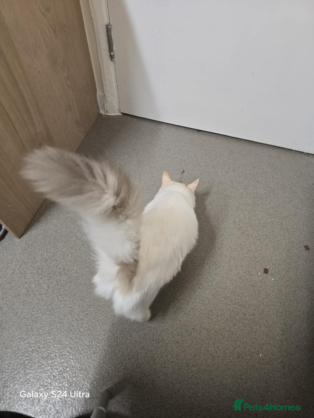 Ragdoll cats for sale: Bicolour ragdoll girls  - Advert 4