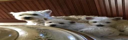 West Highland Terrier dogs for sale: KC WEST HIGHLAND PUPPIES READY in Manchester - Advert 4
