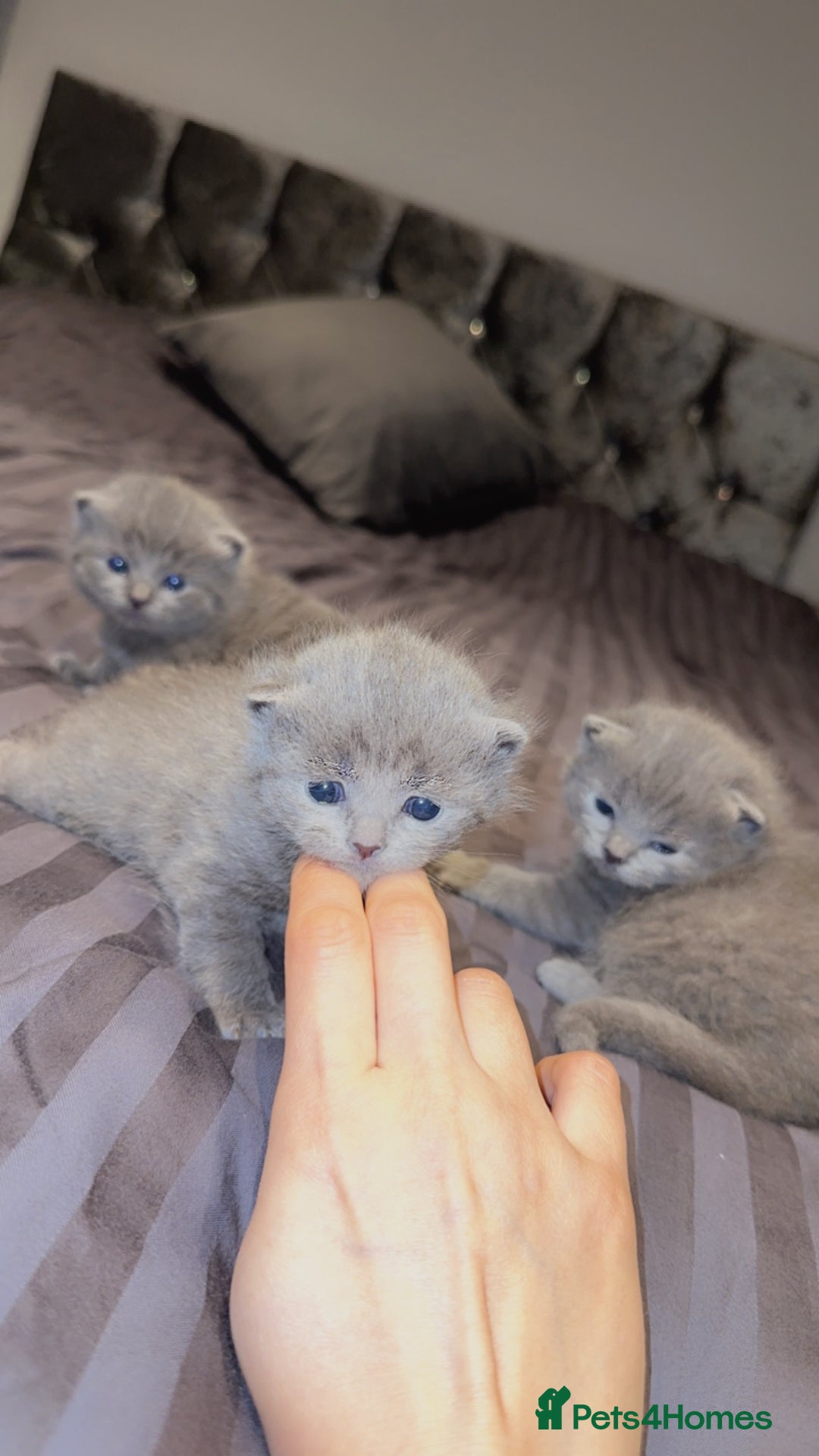 Russian Blue cats for sale: Russian blue kittens 2 males 2 females ready now.  - Image 14