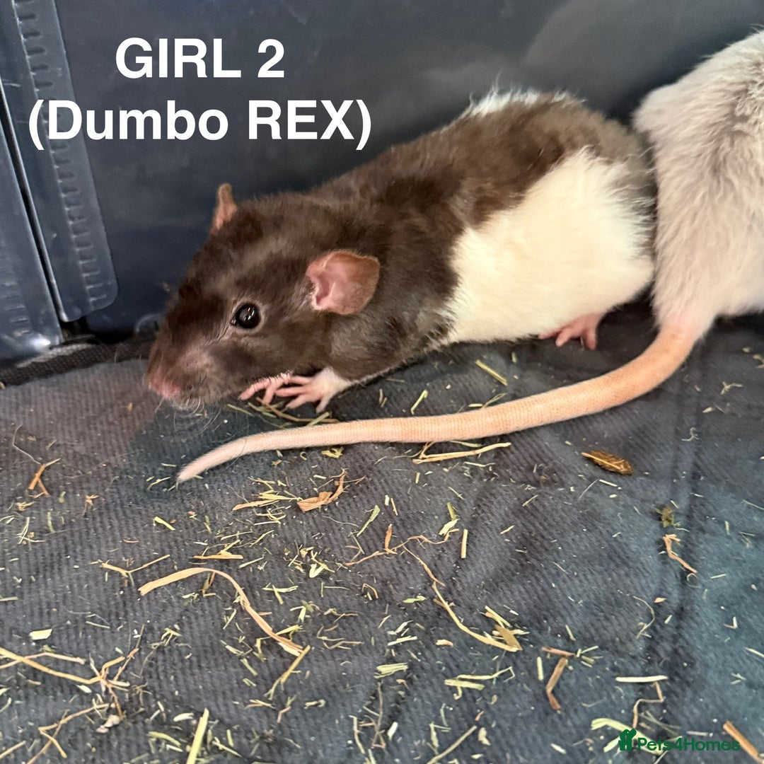 Rat rodents for sale: Baby Rats - Dumbo & Rex  - Image 4