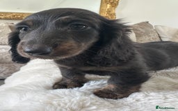 Miniature Dachshund dogs for sale: ** miniature long haired dachshunds ** in Upminster - Image 15