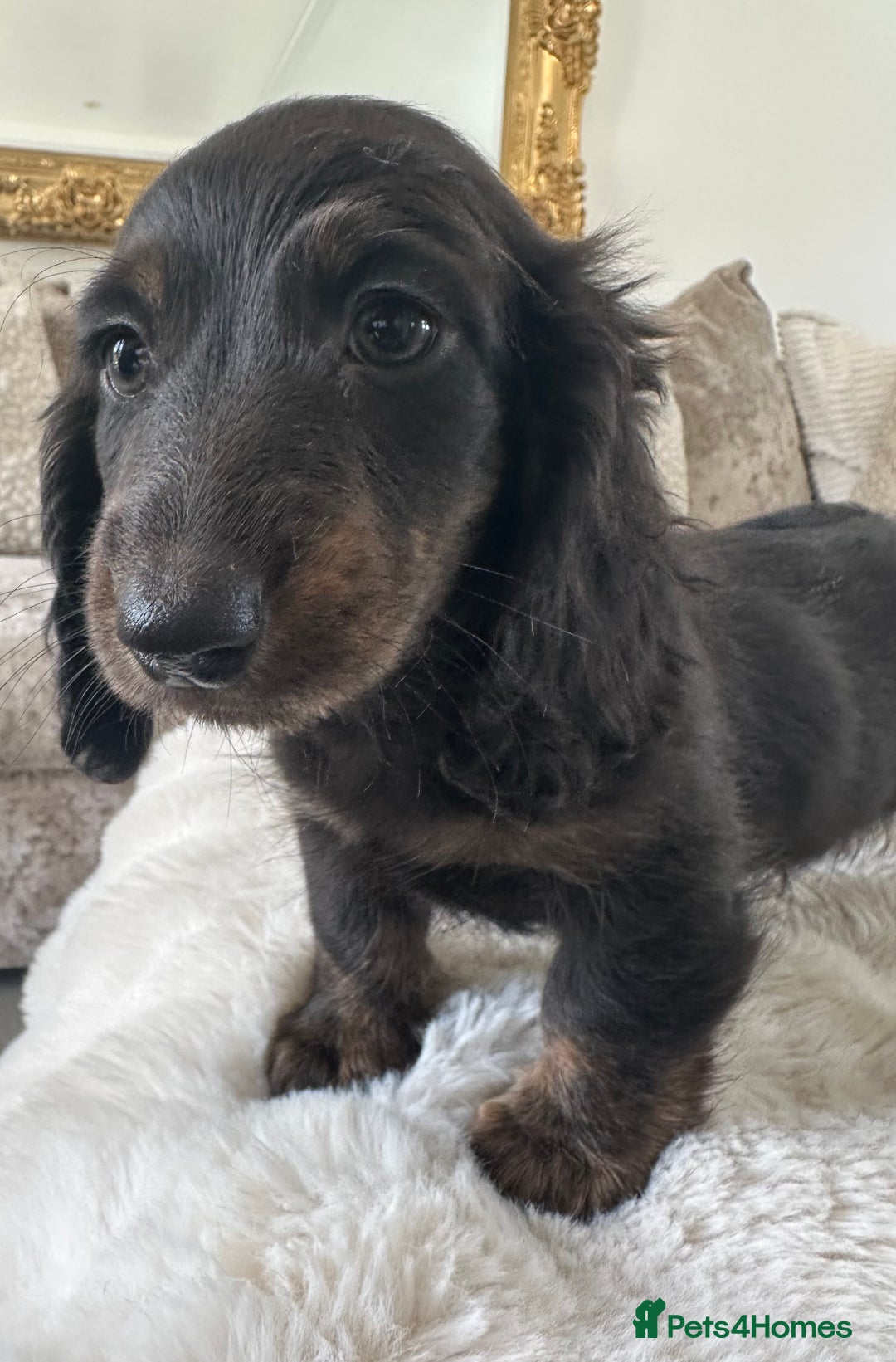 Miniature Dachshund dogs for sale: ** miniature long haired dachshunds ** in Upminster - Image 15