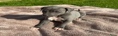 Blue Boy - Whippet Puppy 2