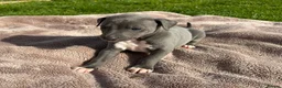 Whippet dogs for sale: Beautiful KC Whippet Puppies - Advert 37