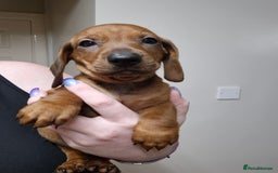 Dachshund dogs for sale: Dachshund puppies - Advert 4