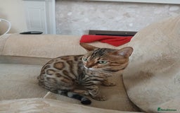 Bengal cats for sale: TICA Female Bengal HCM Tested Clear, Health-tested - Image 7