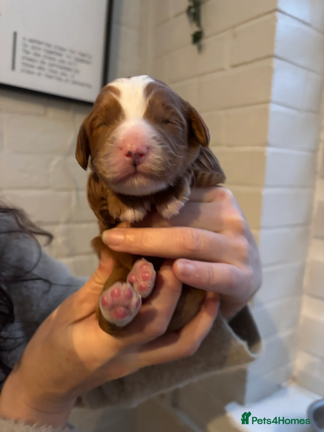 Cockapoo dogs for sale: Gorgeous F1 Cockapoos - Advert 11