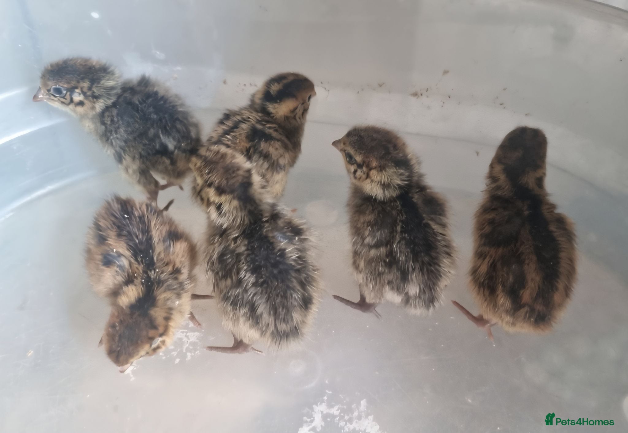 Quail poultry Quail chicks - Advert 9