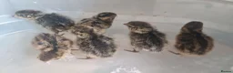 Quail poultry for sale: Quail chicks - Advert 1