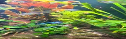 Live Bearers fish for sale: Colourful Guppy fish -vibrant and healthy M/F avai in Bristol - Advert 4