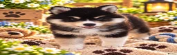 Pomsky dogs for sale: Stunning F3 Pomsky Puppies - Advert 10
