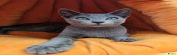 Russian Blue cats for sale: Russian Bule GCCF registered female kitten - Advert 2