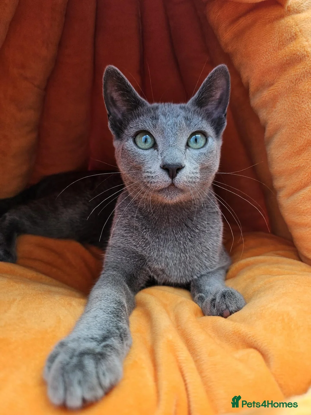 Russian Blue cats for sale: Russian Bule GCCF registered female kitten - Advert 2