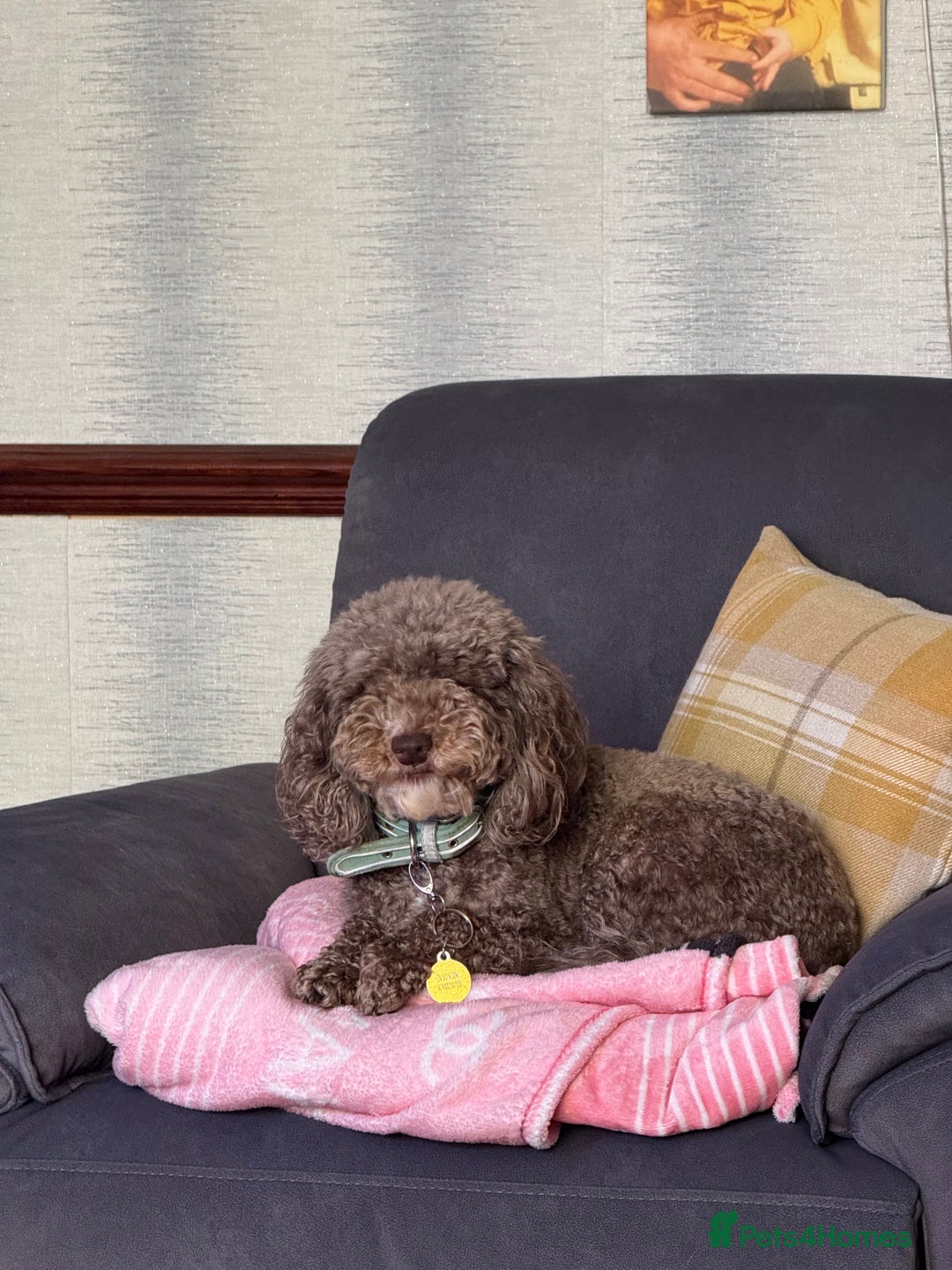 Cockapoo dogs for sale: SMALL COCKAPOO BABYS - Image 18