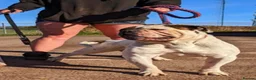 Alapaha Blue Blood Bulldog dogs for sale: Female pup. Ready now in Cambridge - Advert 10
