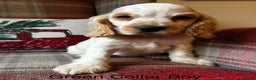 Cocker Spaniel dogs for sale: KC registered, health tested show type puppies - Advert 5