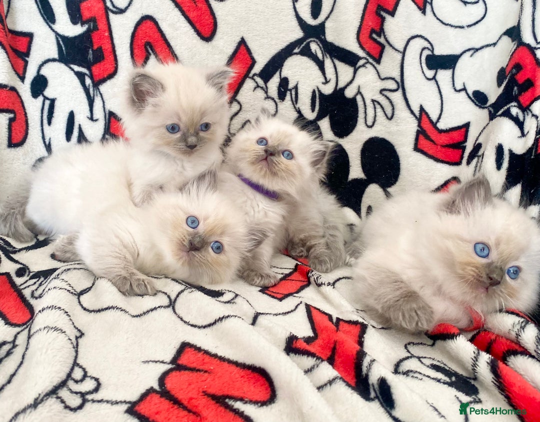 Ragdoll cats for sale: Ragdoll kittens Ready wednesday ❤️ - Image 7
