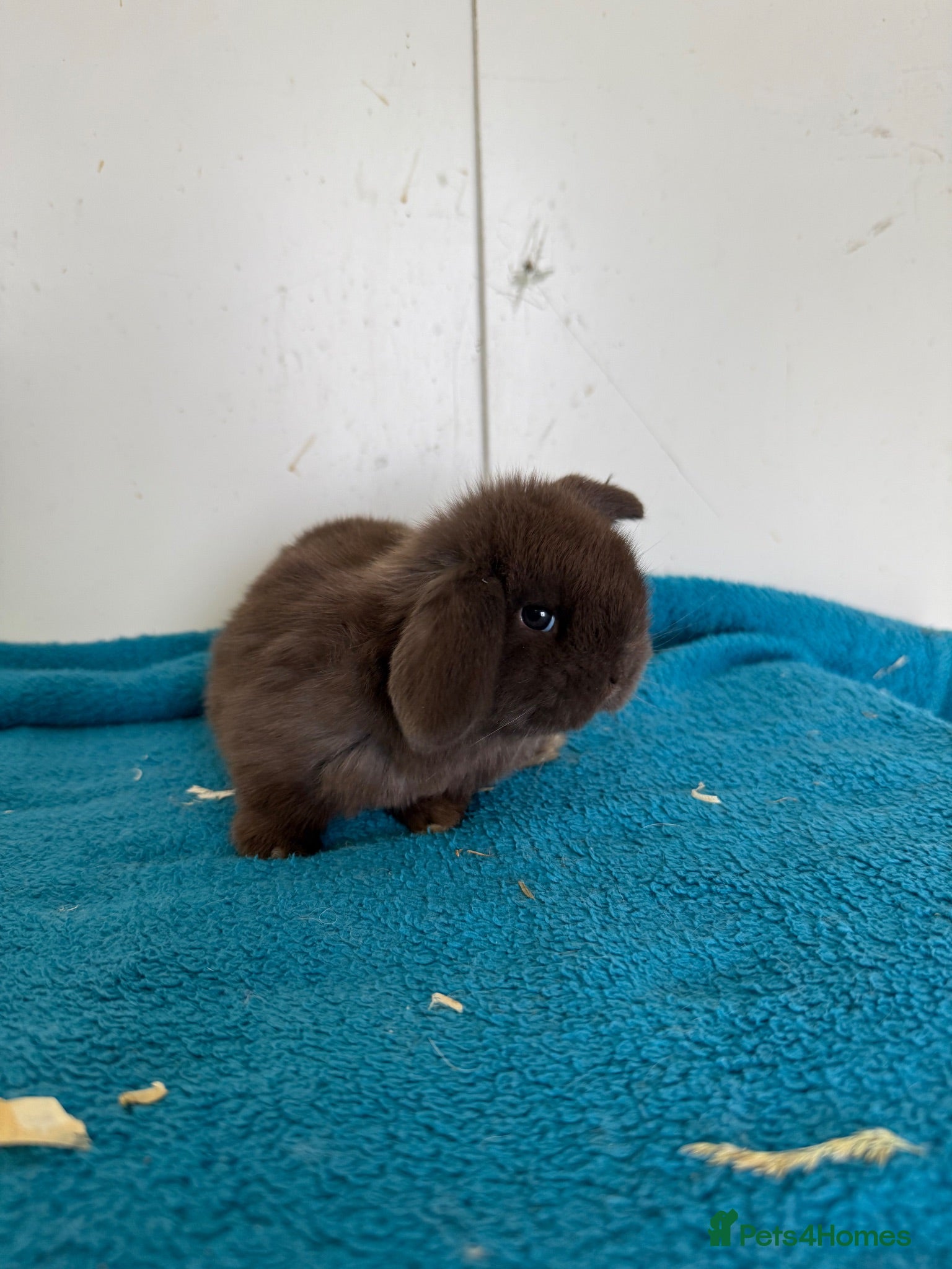 Mini Lop rabbits Pure mini lop rabbits to reserve  - Advert 8