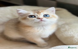 British Shorthair cats for sale: GCCF reg British Shorthair Chocolate Gold Kittens  in London - Image 32