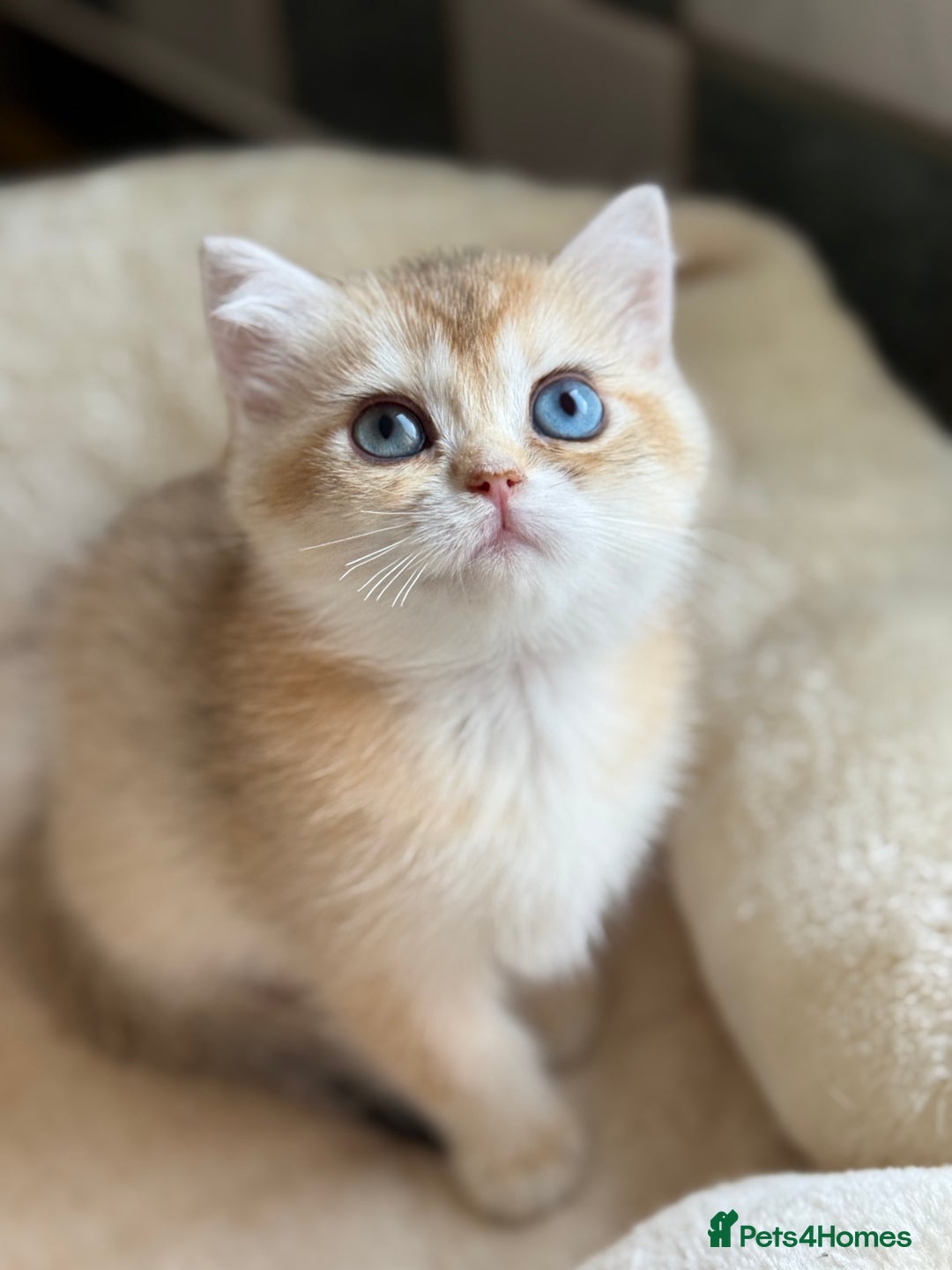 British Shorthair cats for sale: GCCF reg British Shorthair Chocolate Gold Kittens  in London - Image 32