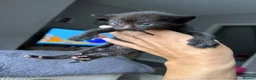 Mixed Breed cats for sale: 4 female kittens - Advert 10