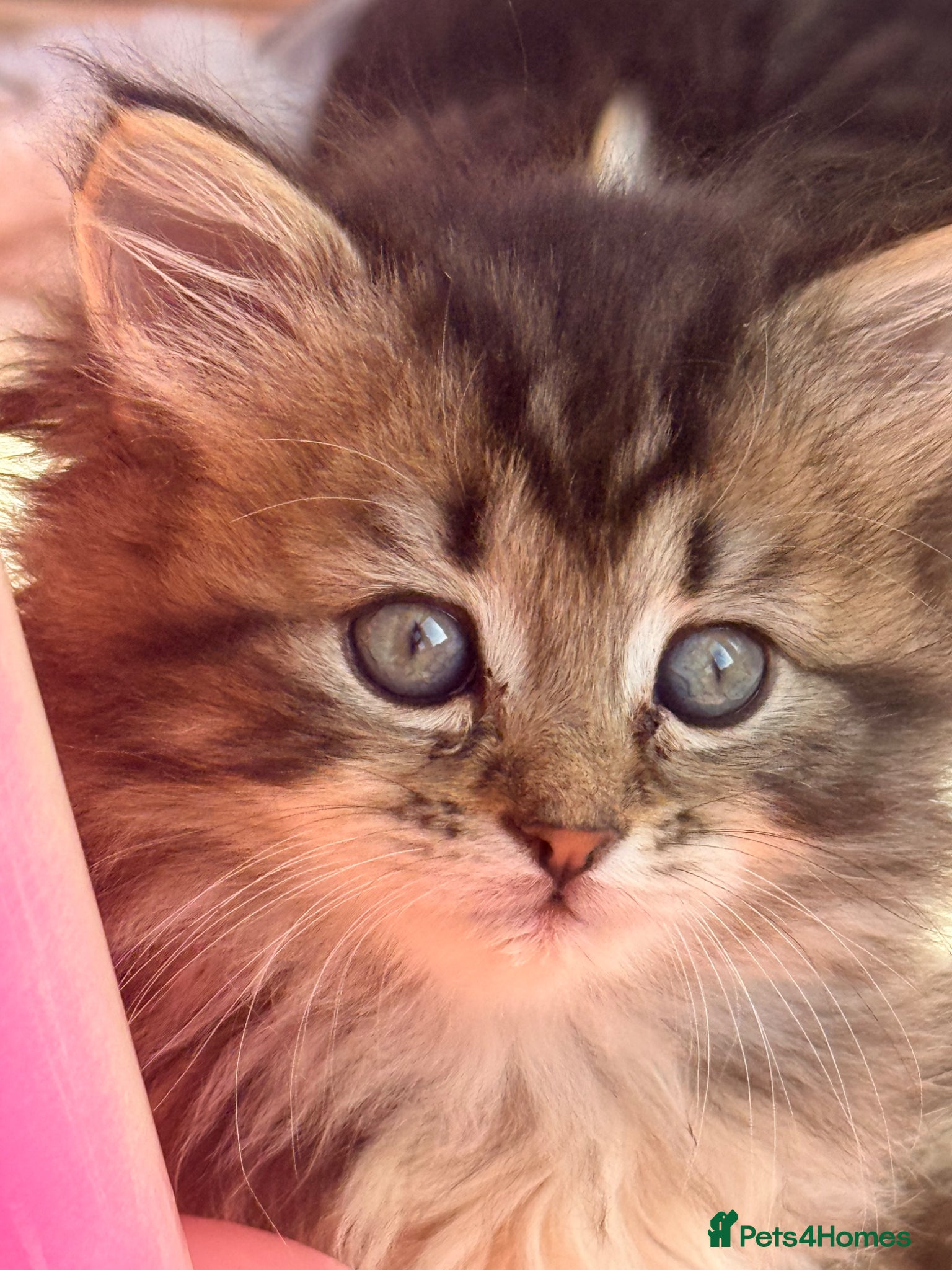 Mixed Breed cats 💫 RAGDOLL CROSS KITTENS - A BIT OF MAGIC FLUFF 💫 - Advert 8