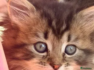 Mixed Breed cats 💫 RAGDOLL CROSS KITTENS - A BIT OF MAGIC FLUFF 💫 - Advert 5