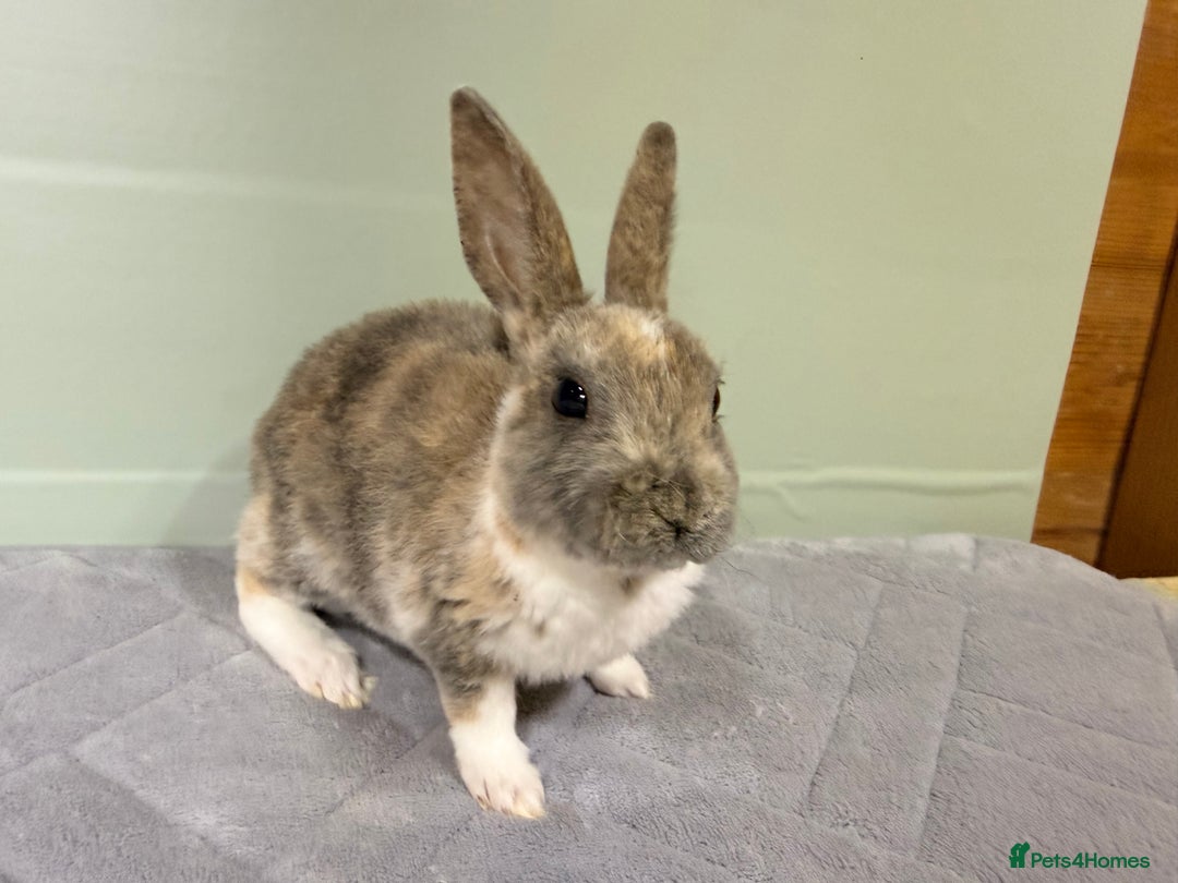 Rex rabbits for sale: Mini Rex's ‼️NOW AVAILABLE ‼️ 9 weeks old  - Advert 8