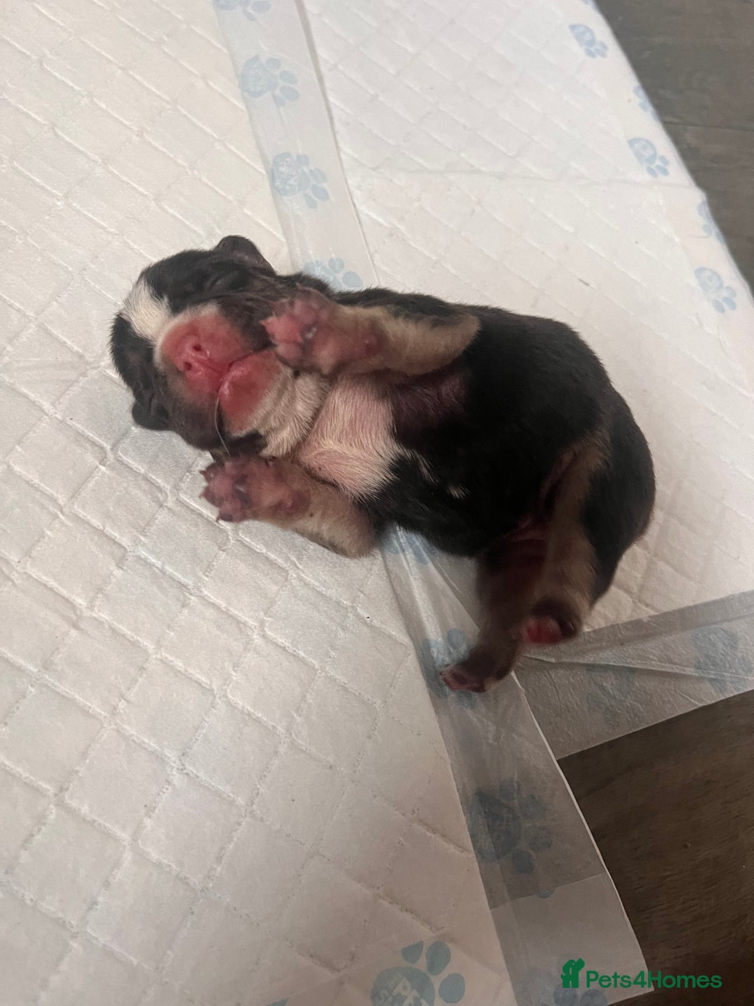 French Bulldog dogs for sale: 🐶🥰FRENCHIE PUPS FOR SALE😍🐶 - Image 16