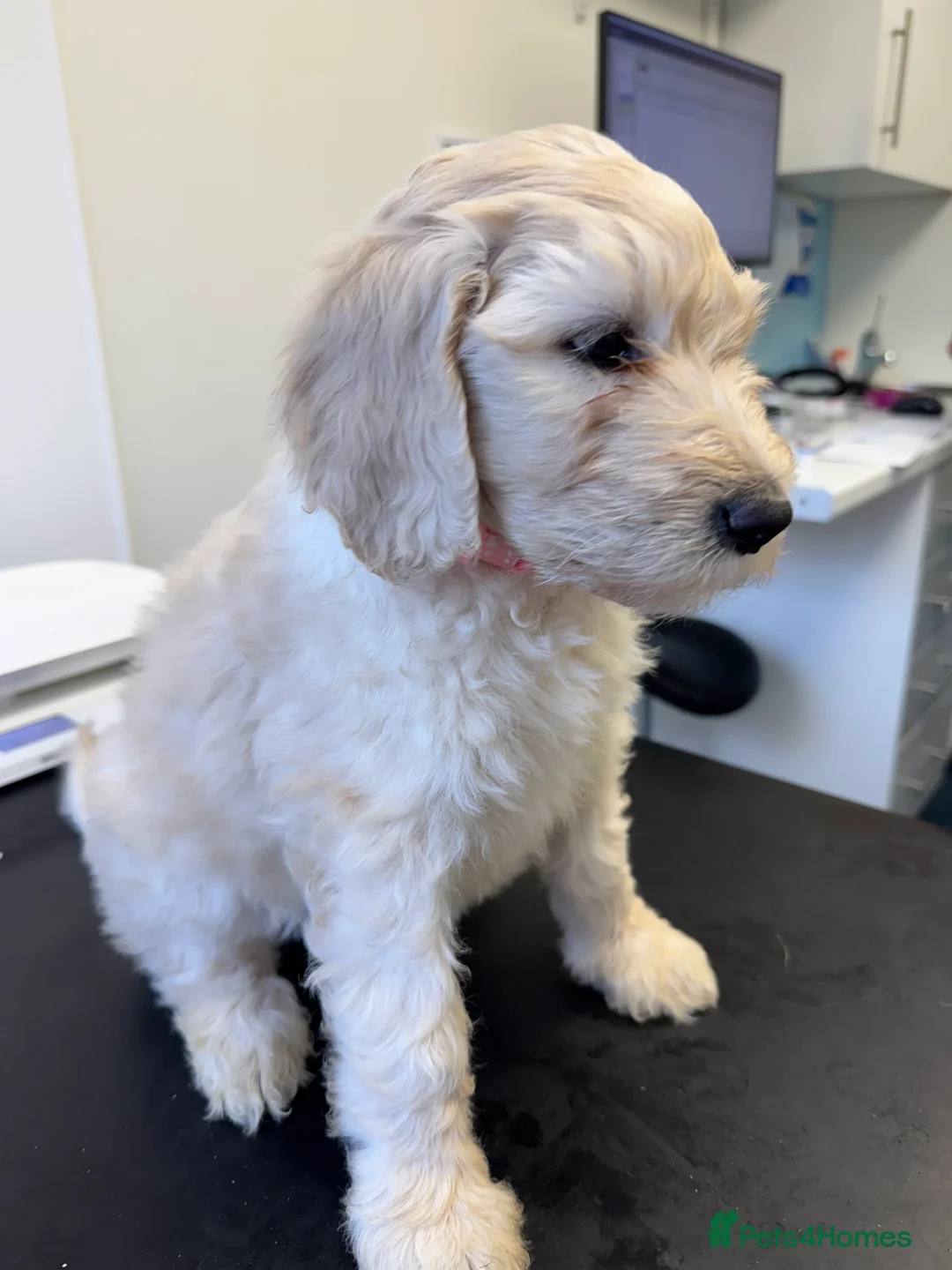Goldendoodle dogs for sale: Golden doodle F1B stunning puppies  - Advert 34