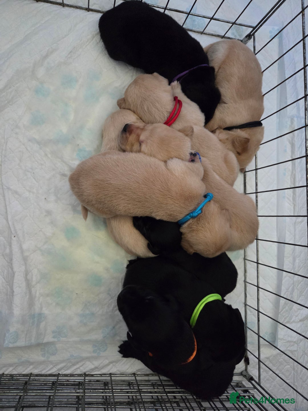 Labrador Retriever dogs for sale: Labrador puppies  - Image 8