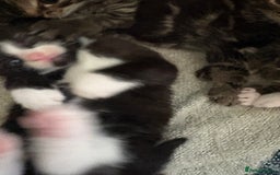 British Shorthair cats for sale: 3 little boy kittens  - Image 7