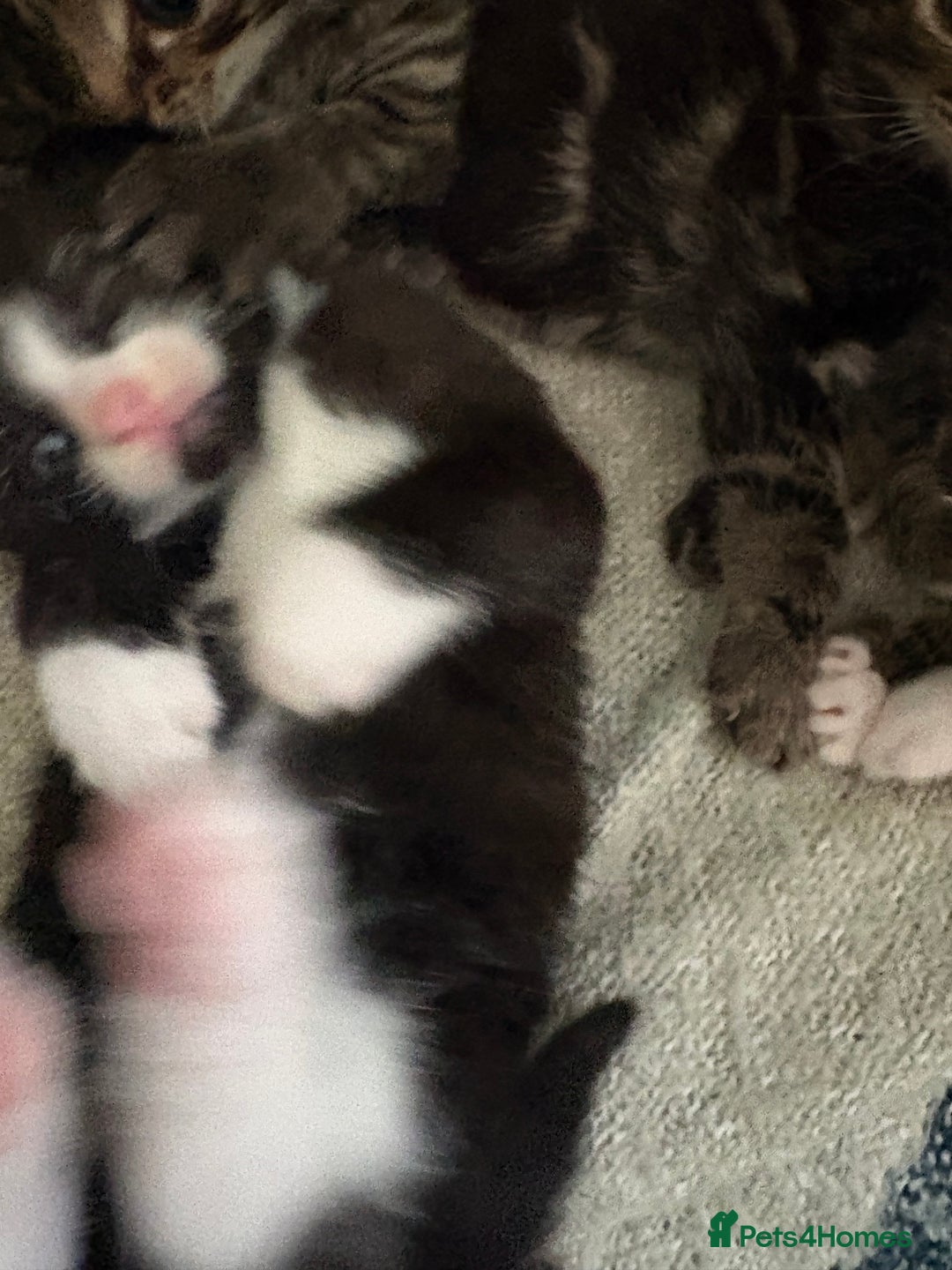 British Shorthair cats for sale: 3 little boy kittens  - Image 7